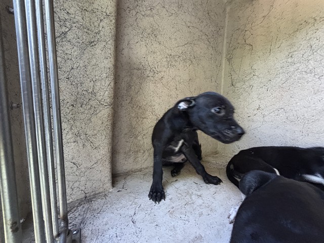Shelter Stray Unknown Dog last seen Near BLOCK WINDEMERE AVE, OKLAHOMA CITY OK 73117, 2811 SE 29th St, Oklahoma City, OK 73129, USA