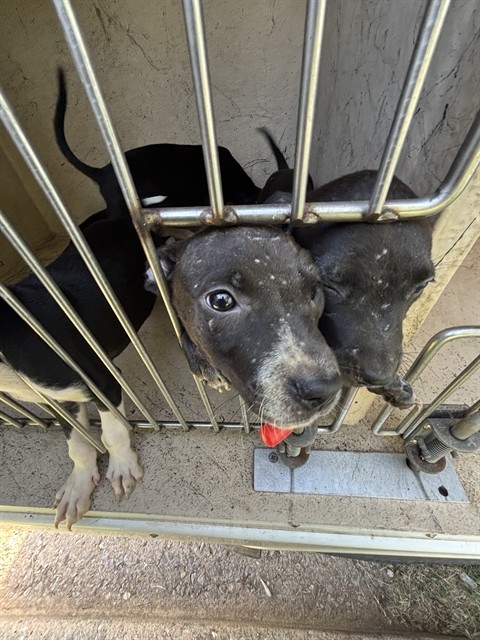 Shelter Stray Unknown Dog last seen Near BLOCK WINDEMERE AVE, OKLAHOMA CITY OK 73117, 2811 SE 29th St, Oklahoma City, OK 73129, USA
