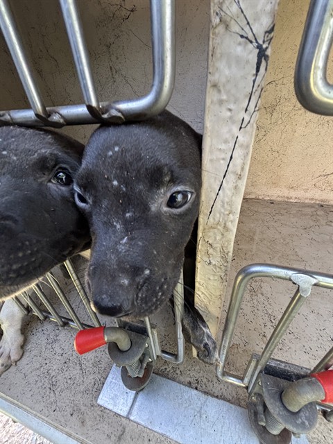 Shelter Stray Unknown Dog last seen Near BLOCK WINDEMERE AVE, OKLAHOMA CITY OK 73117, 2811 SE 29th St, Oklahoma City, OK 73129, USA