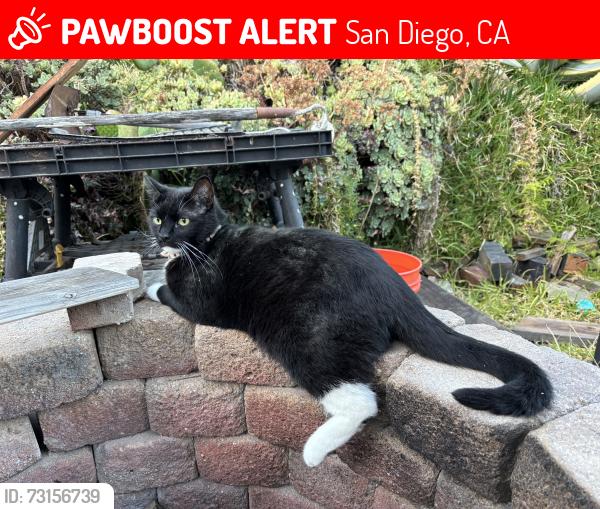 Lost Male Cat last seen Chateau Dr & Mt Abernathy, San Diego, CA 92117