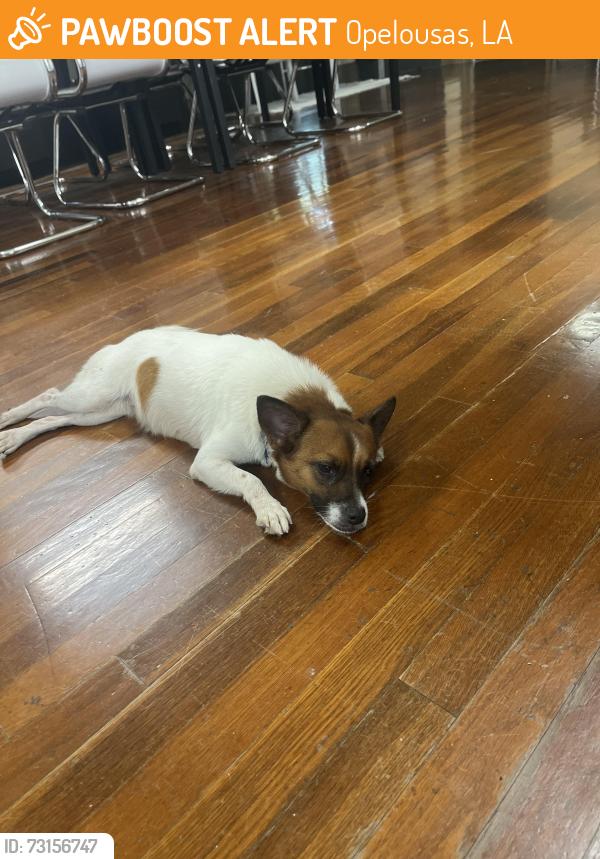 Found/Stray Female Dog last seen In front of Splash Creative Products, Opelousas, LA 70570
