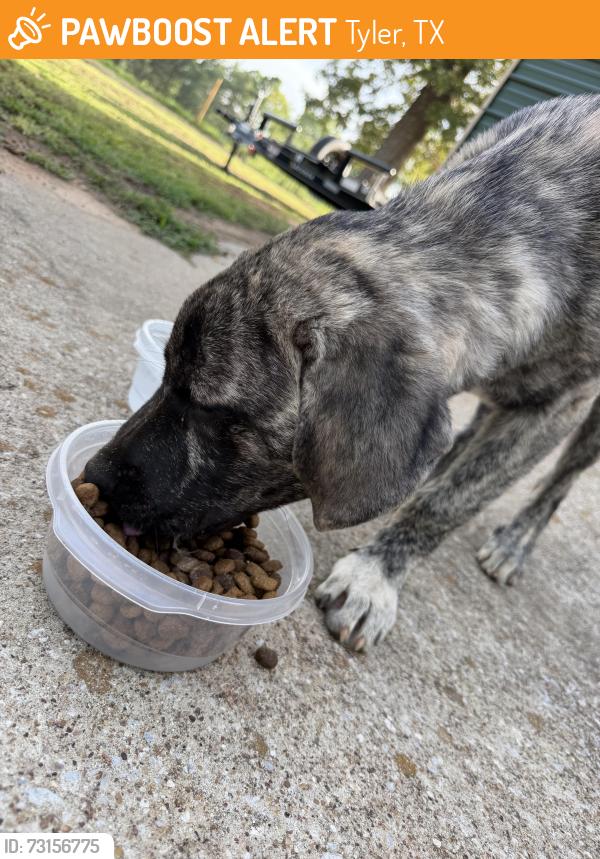 Found/Stray Male Dog last seen FM 2015 & I-20, Tyler, TX 75708