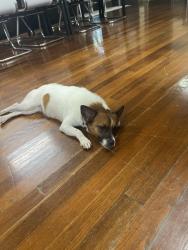 Found/Stray Female Dog last seen In front of Splash Creative Products, Opelousas, LA 70570