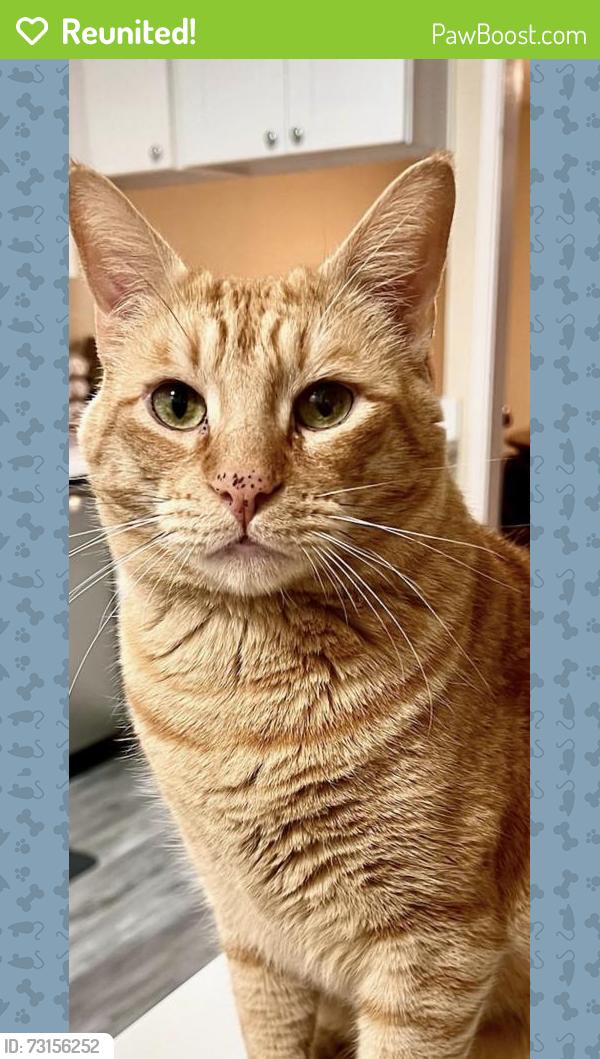 Reunited Male Cat last seen Monica Lane & David Ave, Campbell, CA 95008