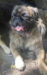 Reunited Male Dog last seen Sandy Run Dr NE, North Carolina 28451, USA, Brunswick County, NC 28451