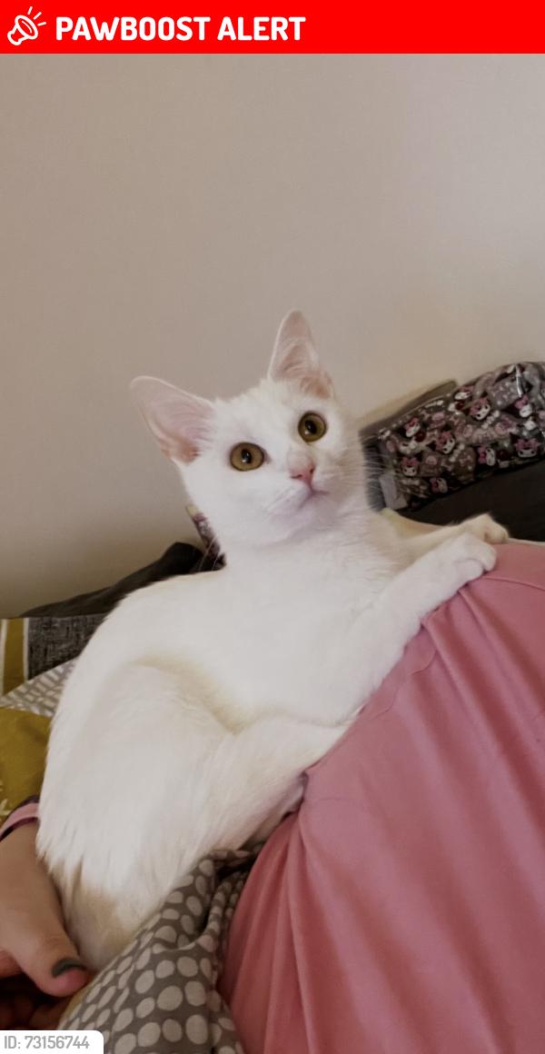 Lost Female Cat last seen flt 1 High Street Bewdley DY12 2DJ, Worcestershire, England DY12 2DJ