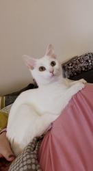 Lost Female Cat last seen flt 1 High Street Bewdley DY12 2DJ, Worcestershire, England DY12 2DJ