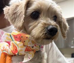 Shelter Stray Female Dog last seen E PALOMAR ST AND MELROSE AVE, 130 Beyer Way, Chula Vista, CA 91911, USA
