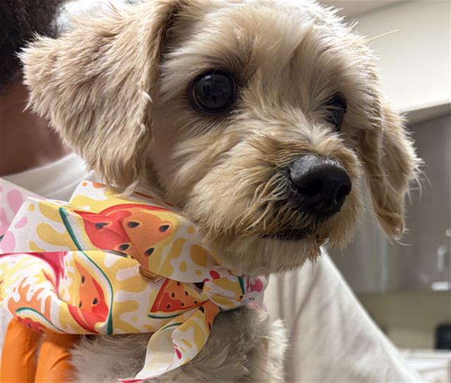 Shelter Stray Female Dog last seen E PALOMAR ST AND MELROSE AVE, 130 Beyer Way, Chula Vista, CA 91911, USA