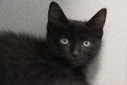 Shelter Stray Female Cat last seen , 4000 N Silverbell Rd, Tucson, AZ 85745, USA