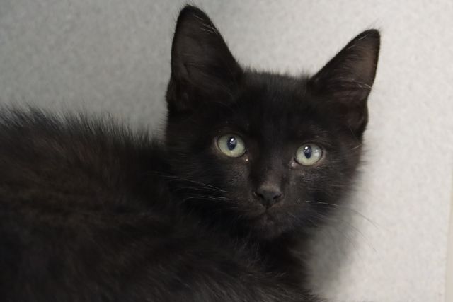 Shelter Stray Female Cat last seen , 4000 N Silverbell Rd, Tucson, AZ 85745, USA