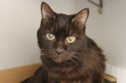 Shelter Stray Female Cat last seen , 4000 N Silverbell Rd, Tucson, AZ 85745, USA