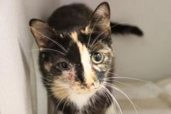 Shelter Stray Female Cat last seen , 4000 N Silverbell Rd, Tucson, AZ 85745, USA