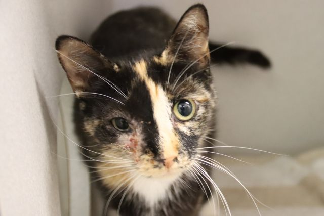 Shelter Stray Female Cat last seen , 4000 N Silverbell Rd, Tucson, AZ 85745, USA