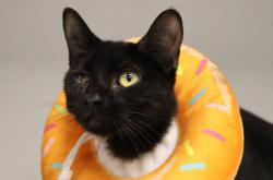 Shelter Stray Female Cat last seen , 4000 N Silverbell Rd, Tucson, AZ 85745, USA