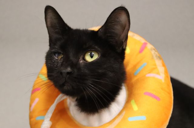 Shelter Stray Female Cat last seen , 4000 N Silverbell Rd, Tucson, AZ 85745, USA