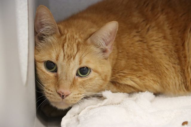 Shelter Stray Male Cat last seen , 4000 N Silverbell Rd, Tucson, AZ 85745, USA