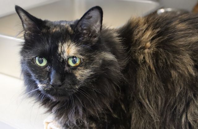 Shelter Stray Female Cat last seen , 4000 N Silverbell Rd, Tucson, AZ 85745, USA