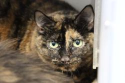 Shelter Stray Female Cat last seen , 4000 N Silverbell Rd, Tucson, AZ 85745, USA