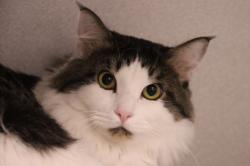 Shelter Stray Male Cat last seen , 4000 N Silverbell Rd, Tucson, AZ 85745, USA