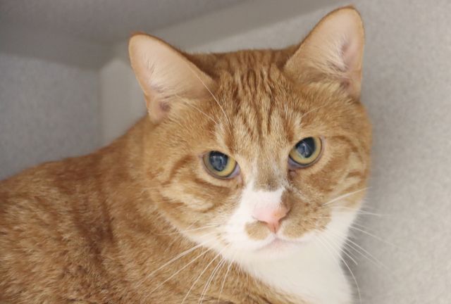 Shelter Stray Male Cat last seen , 4000 N Silverbell Rd, Tucson, AZ 85745, USA