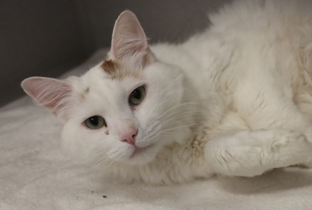 Shelter Stray Male Cat last seen , 4000 N Silverbell Rd, Tucson, AZ 85745, USA