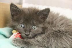 Shelter Stray Female Cat last seen , 4000 N Silverbell Rd, Tucson, AZ 85745, USA