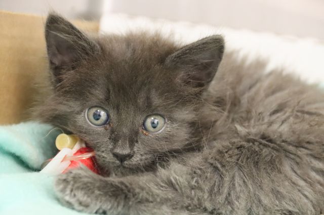 Shelter Stray Female Cat last seen , 4000 N Silverbell Rd, Tucson, AZ 85745, USA