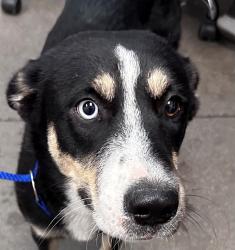 Shelter Stray Female Dog last seen , 4000 N Silverbell Rd, Tucson, AZ 85745, USA