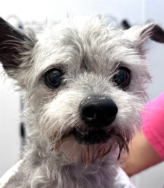 Shelter Stray Female Dog last seen , 4000 N Silverbell Rd, Tucson, AZ 85745, USA