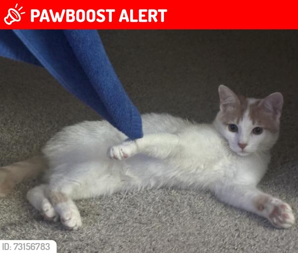 Lost Male Cat last seen Greenwood Village CO, Greenwood Village, CO 80121