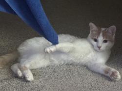 Lost Male Cat last seen Greenwood Village CO, Greenwood Village, CO 80121
