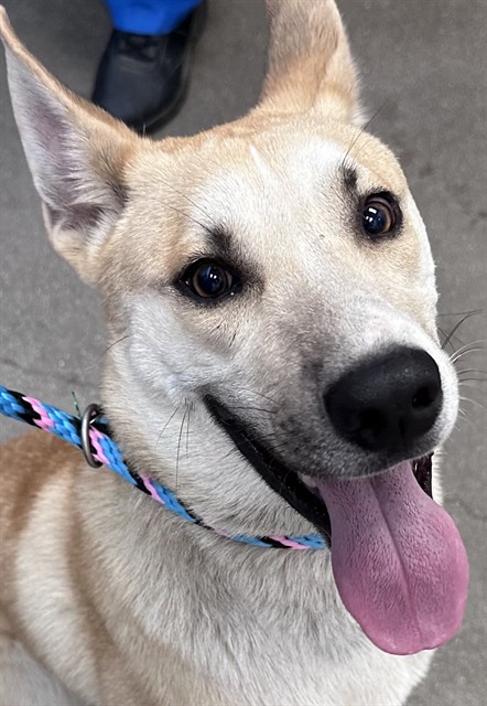 Shelter Stray Male Dog last seen , 4000 N Silverbell Rd, Tucson, AZ 85745, USA