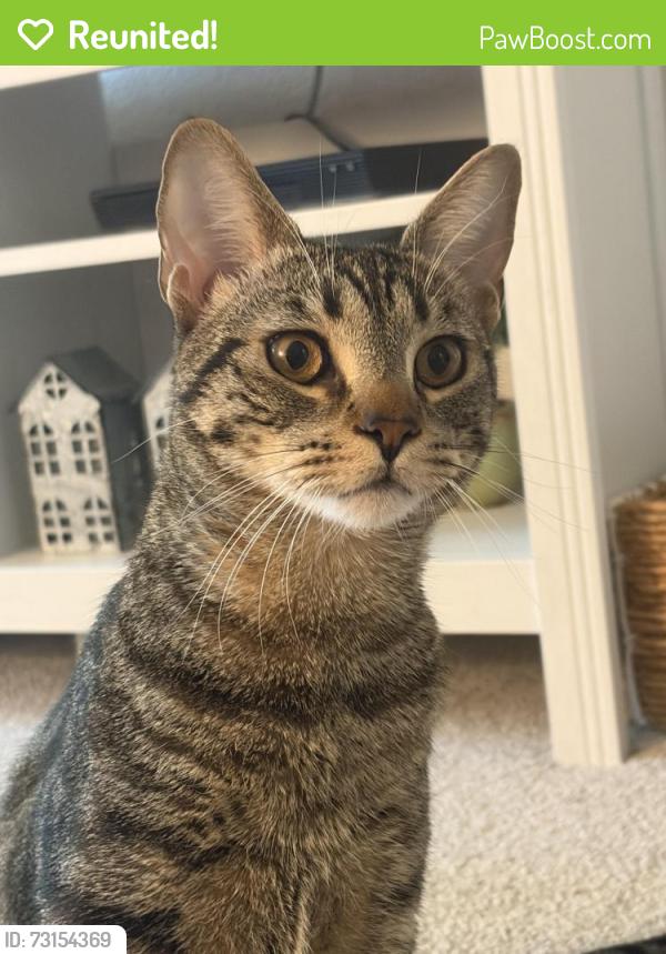Reunited Male Cat last seen Near McBean Pkwy, Valencia, Santa Clarita, Santa Clarita, CA 91354