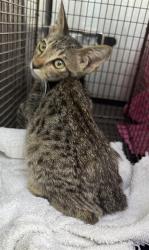 Shelter Stray Female Cat last seen Near BLOCK VIENDO, 4710 TX-151, San Antonio, TX 78227, USA