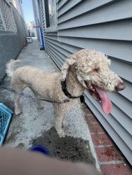 Found/Stray Male Dog last seen Balboa and Adams, Newport Beach, CA 92625