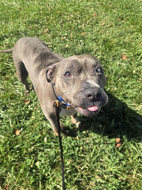 Shelter Stray Female Dog last seen MOLINE PD,63136, 10521 Baur Blvd, Olivette, MO 63132, USA