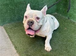 Shelter Stray Female Dog last seen , 5210 W Ave I, Lancaster, CA 93536, USA