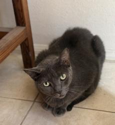 Found/Stray Male Cat last seen Aliso creek and niguel heights, Laguna Niguel, CA 92677