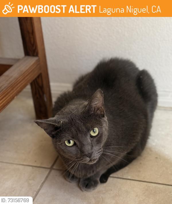 Found/Stray Male Cat last seen Aliso creek and niguel heights, Laguna Niguel, CA 92677