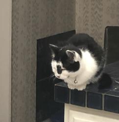 Reunited Female Cat last seen Pleasant Ave and 2nd, Albuquerque, NM 87107