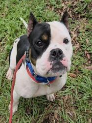Shelter Stray Female Dog last seen Near BLOCK NW 22 ST, FORT LAUDERDALE FL 33311, 2400 SW 42nd St, Fort Lauderdale, FL 33312, USA