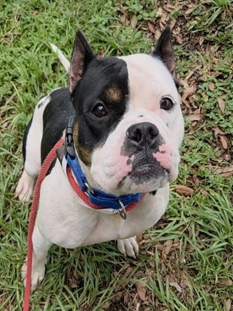 Shelter Stray Female Dog last seen Near BLOCK NW 22 ST, FORT LAUDERDALE FL 33311, 2400 SW 42nd St, Fort Lauderdale, FL 33312, USA