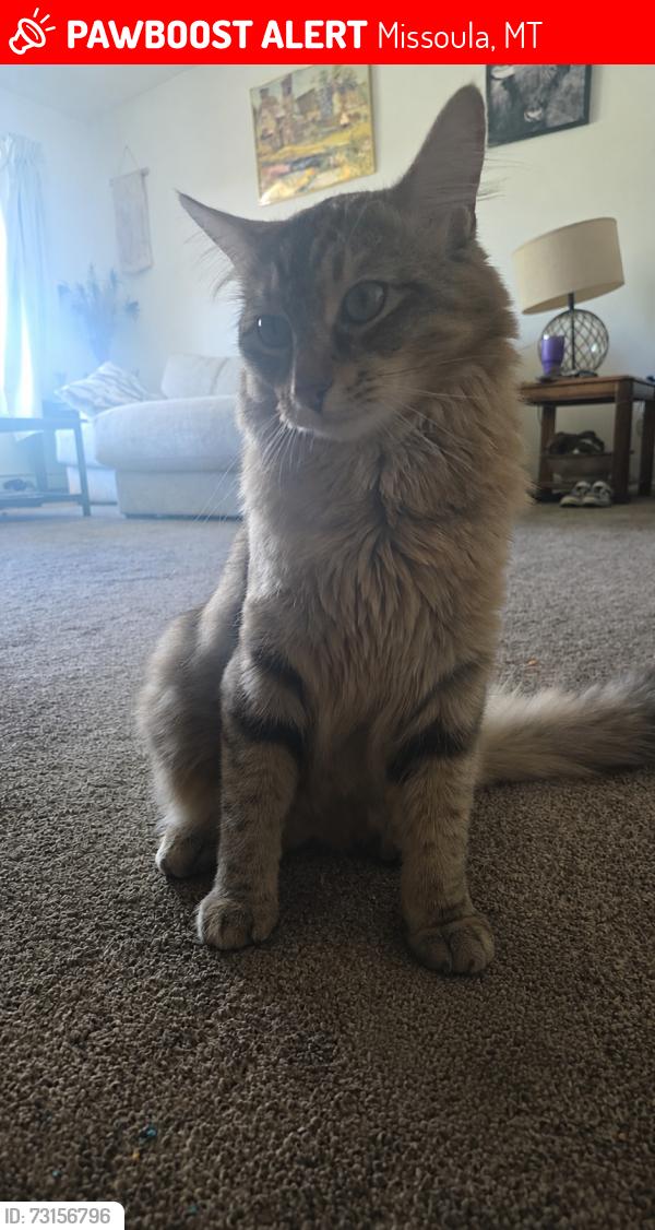 Lost Male Cat last seen Subway, Missoula, MT 59801