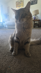 Lost Male Cat last seen Subway, Missoula, MT 59801