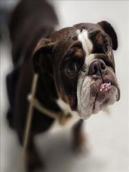 Shelter Stray Female Dog last seen , 11361 W Pico Blvd, Los Angeles, CA 90064, USA