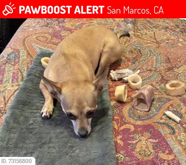 Lost Male Dog last seen San marcos blvd, San Marcos, CA 92078