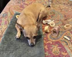 Lost Male Dog last seen San marcos blvd, San Marcos, CA 92078