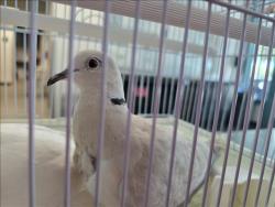Shelter Stray Unknown Bird last seen , West Valley Animal Shelter, 20655 Plummer St, Chatsworth, CA 91311, USA