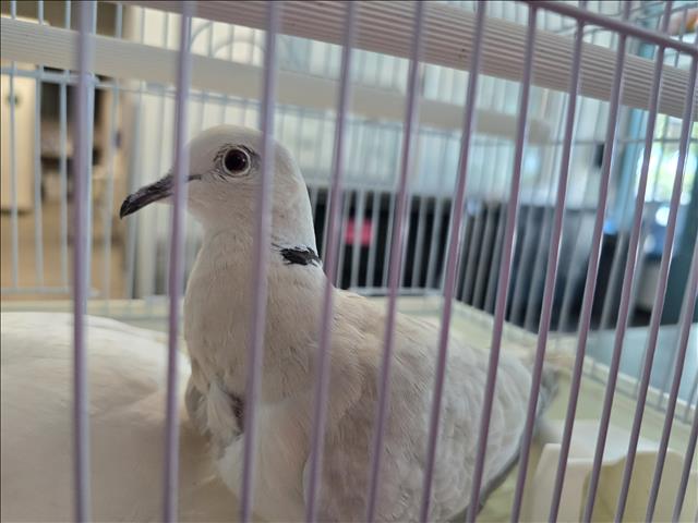 Shelter Stray Unknown Bird last seen , West Valley Animal Shelter, 20655 Plummer St, Chatsworth, CA 91311, USA